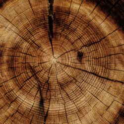 Dendrochronology
